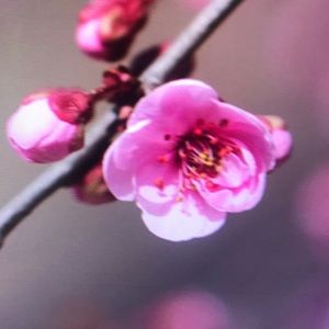 Meet your Posher, Mila